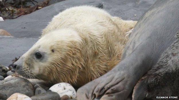 Isle of Man seal pup