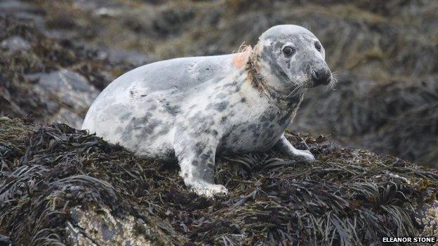 Isle of Man seal pup