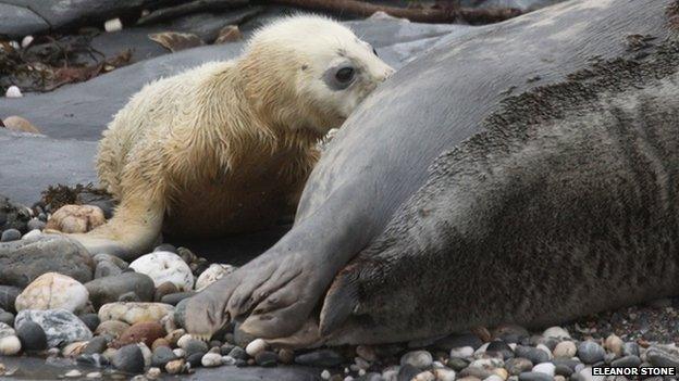 Isle of Man seal pup