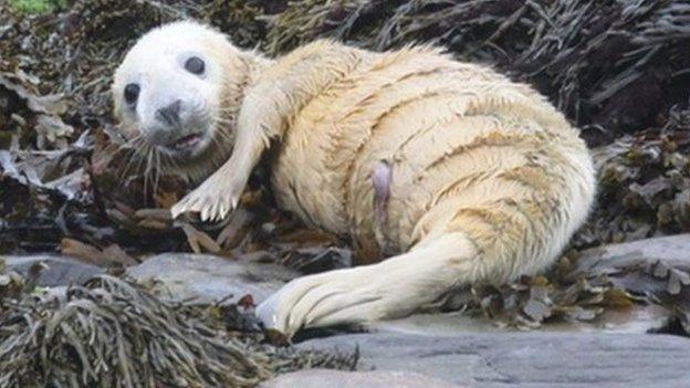 Isle of Man seal pup