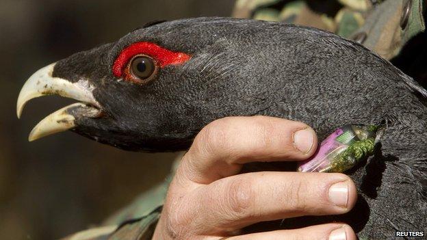 Capercaillie