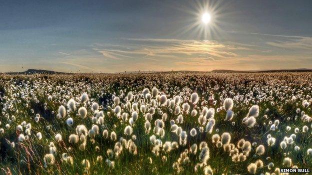 Cotton grass above Ringinglow, near Stanage Edge