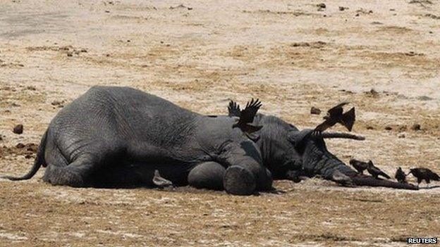 The carcass of an elephant which was killed after drinking poisoned water lies near a water hole in Zimbabwe's Hwange National Park on 27 September 2013