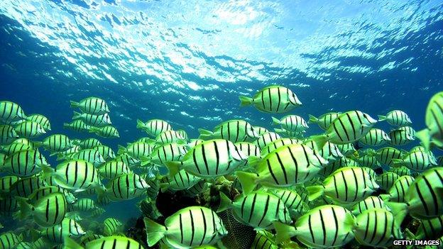 A shoal of fish pass a reef underwater