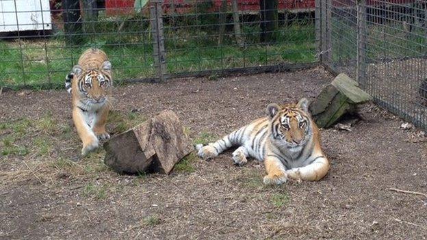 Tiger cubs Bora and Nikita