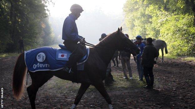 Orfevre after a training run