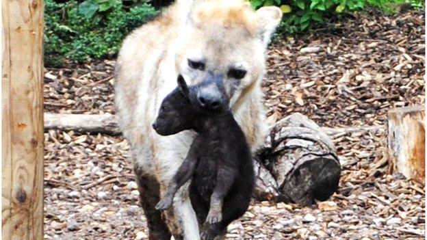 Kalabi at Colchester Zoo