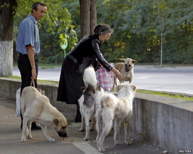 People feed stray dogs in Bucharest, 19 July