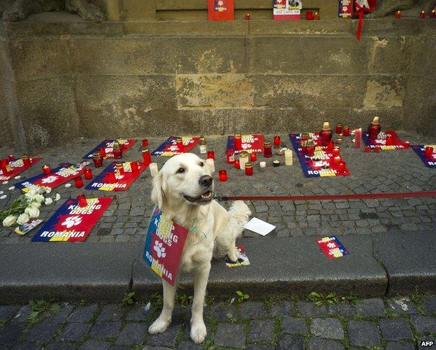 Dog at protest in Prague, 27 Sep 13