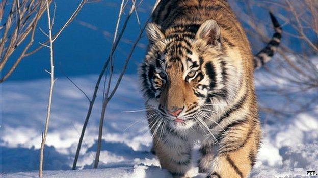 Siberian tiger