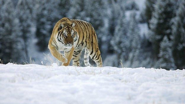 Siberian tiger