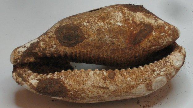 Cowry shell found at River Alde site