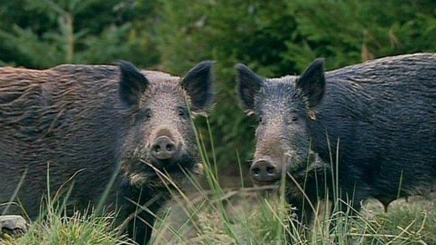 Wild boars