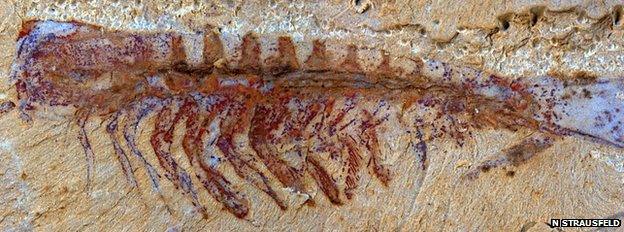 This is the fossil of the megacheiran Alalcomenaeus, a distant relative of scorpions and spiders