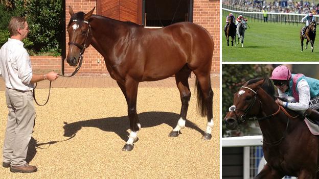 Frankel at Banstead Manor Stud, and on the racetrack