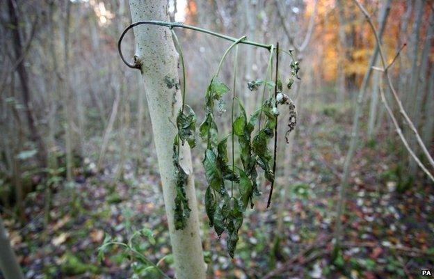 Ash dieback