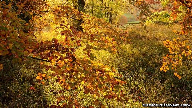 Autumn Colour at Polesden Lacey, Surrey, by Christopher Page