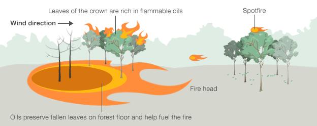 Graphic showing how Eucalyptus trees help spread bushfires