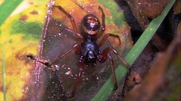 A false widow spider