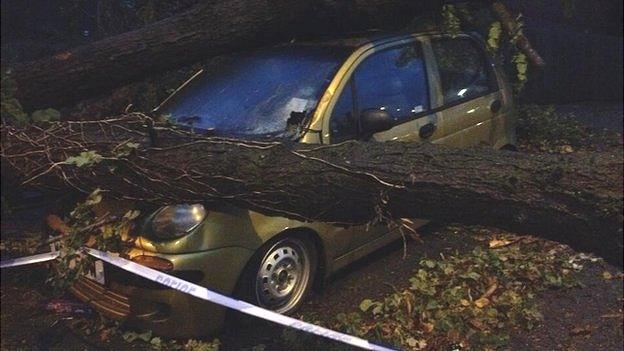 Fallen tree in Salisbury