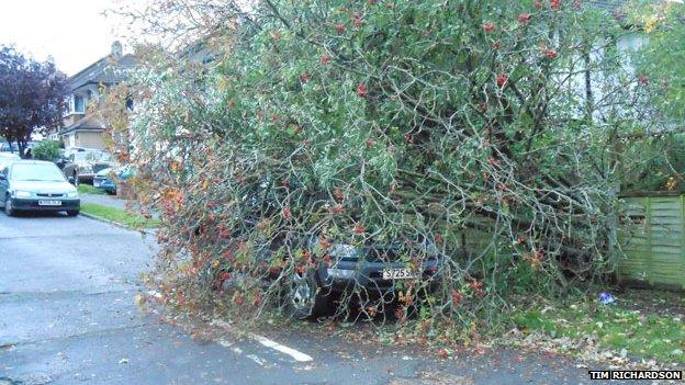 Tree fall in Tadworth, Surrey