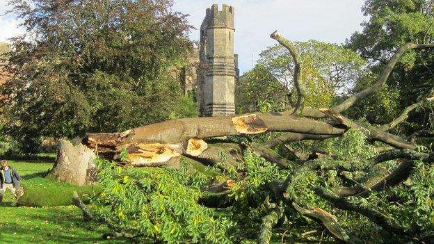 The Tree of Heaven at The Bishop’s Palace in Wells was brought down by the storm