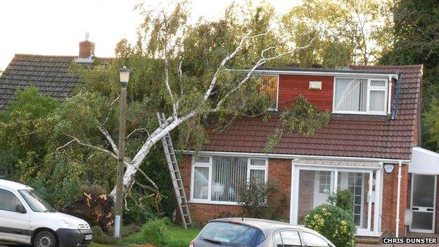 A tree brought down in Barons Mead Chippenham, Wiltshire