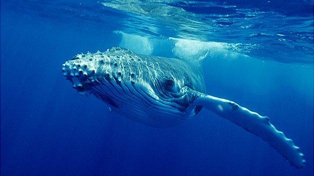 Humpback whale (library image)