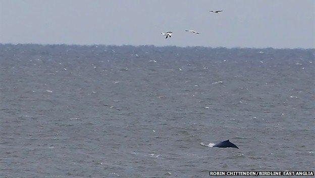 Humpback whale at Winterton, Norfolk