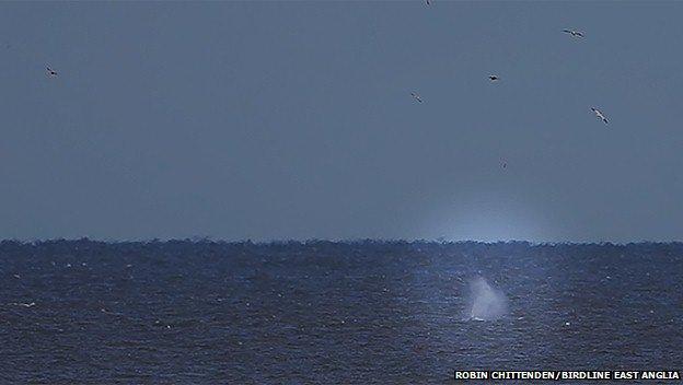 Blow from the humpback whale as it comes to the surface