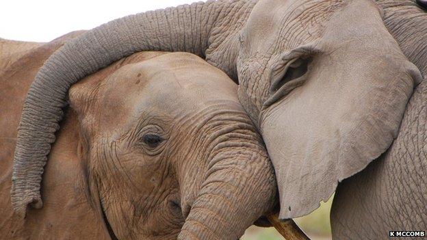 African elephants