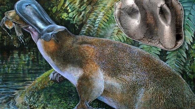 Giant platypus