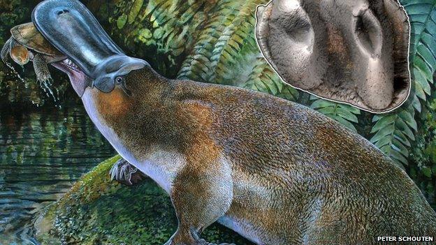 Giant platypus