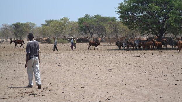 Bushmen herders in New Xade, Botswana