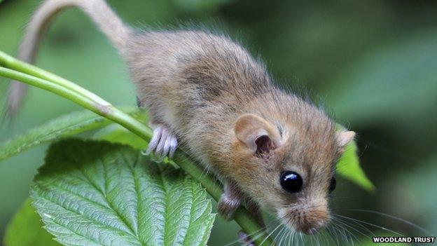 Dormouse on a plant