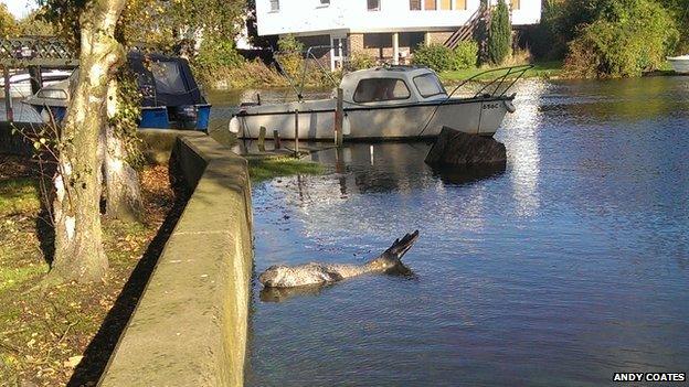 Seal at Beccles quay