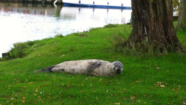 Seal at Beccles quay