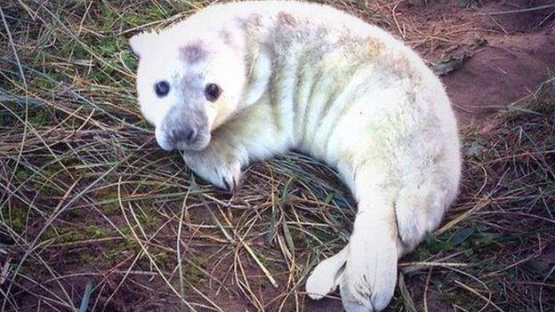 Seal pup at Donna Nook Nature Reserve