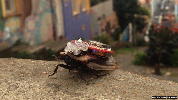 A cockroach with a microchip on its back