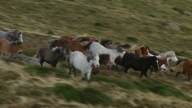 Wild Carneddau ponies