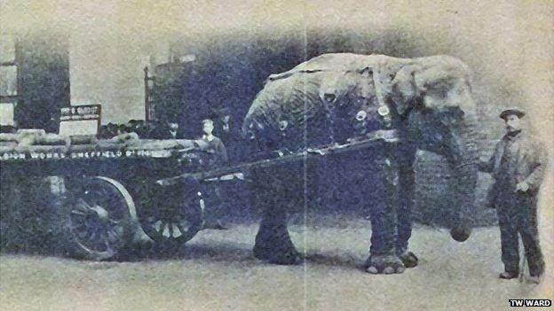 Lizzie the elephant with handler