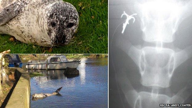 Beccles seal and x-ray