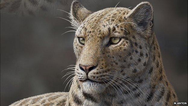 Life reconstruction of Panthera blytheae based on skull CT data; illustrated by Mauricio Anton