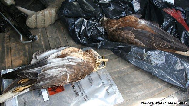 Marsh harriers found in Cambridgeshire