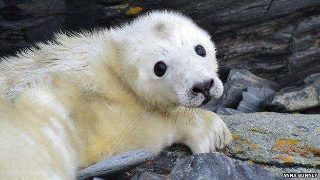 Seal pup on Calf of Man by Anna Bunney