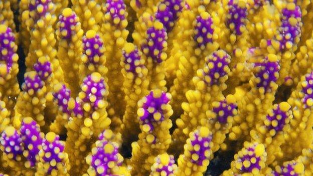 Great barrier reef