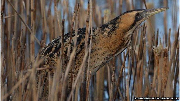 A bittern