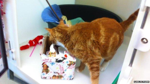 Gables Farm cat investigating its Christmas present