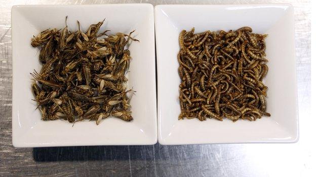 Cricket and worms at Aphrodite restaurant