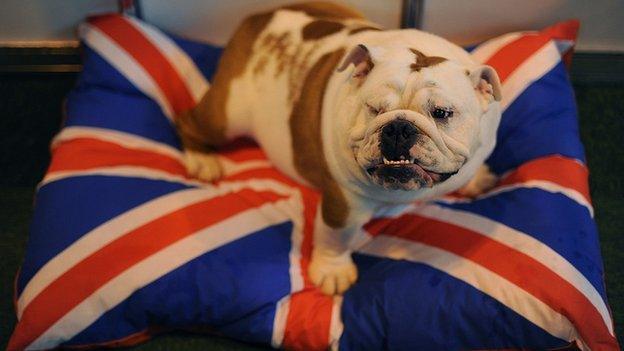 Bulldog on Union Jack